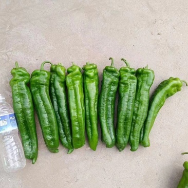 鲜辣椒泡椒301，黄尖椒，开始大量供货，欢迎选购