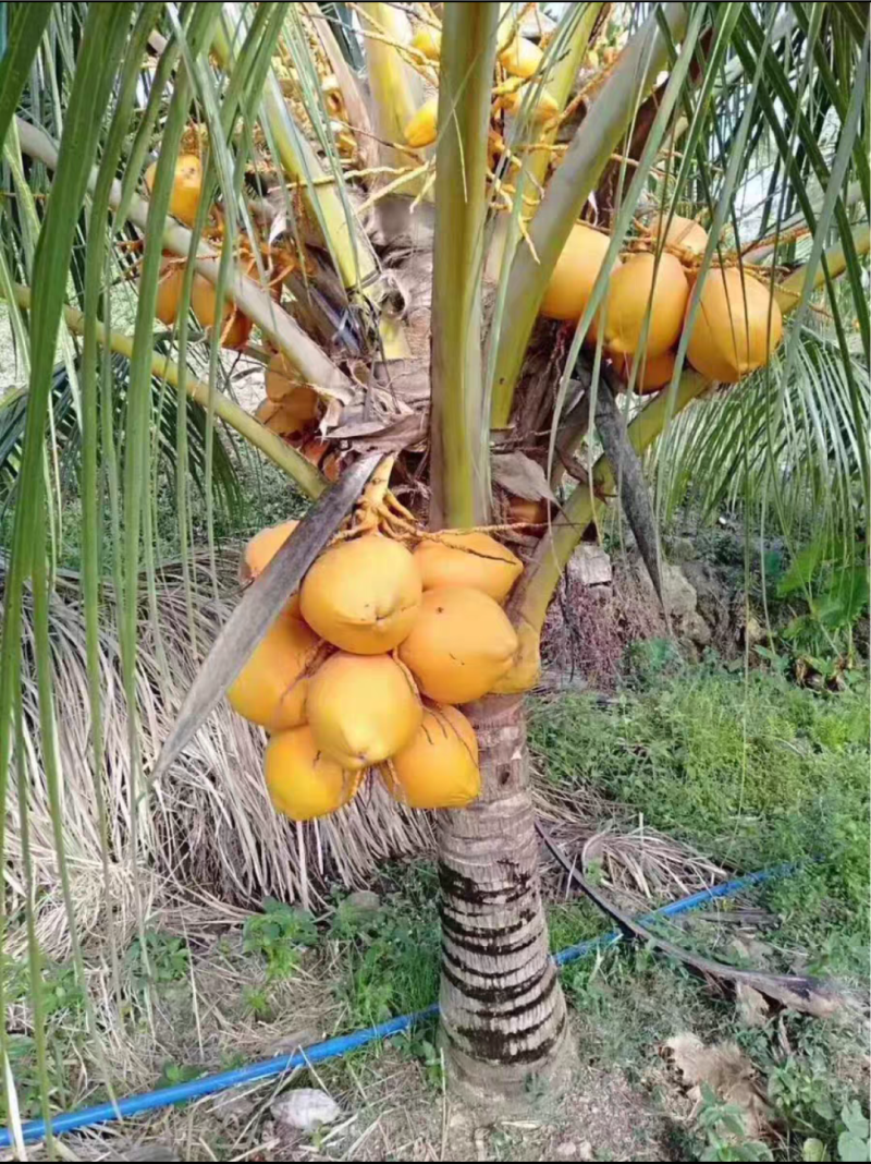 矮化香水青椰，金椰苗，带椰宝发货的