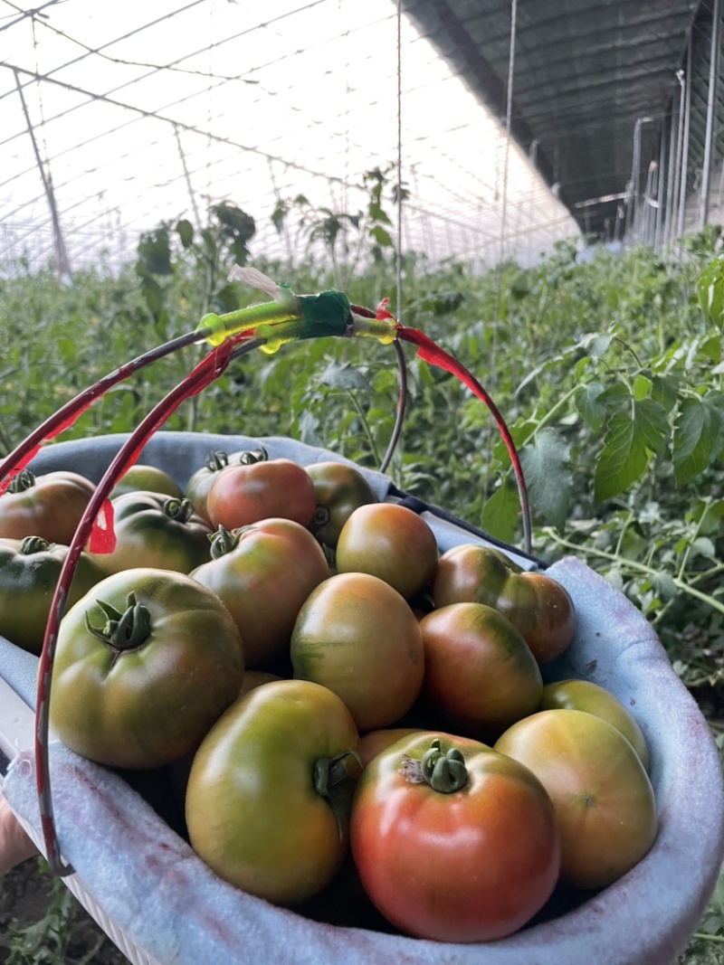 铁皮草莓柿子草莓西红柿供应市场商超电商