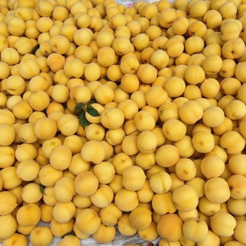 蒙阴蜜桃5月26号大量上市喜获丰收欢迎全国各地的朋友来