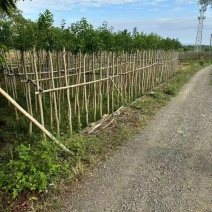 铁冬青1-20公分低价清场还有2万颗