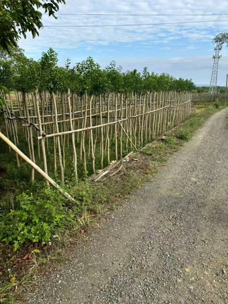 铁冬青1-20公分低价清场还有2万颗