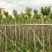 铁冬青1-20公分低价清场还有2万颗
