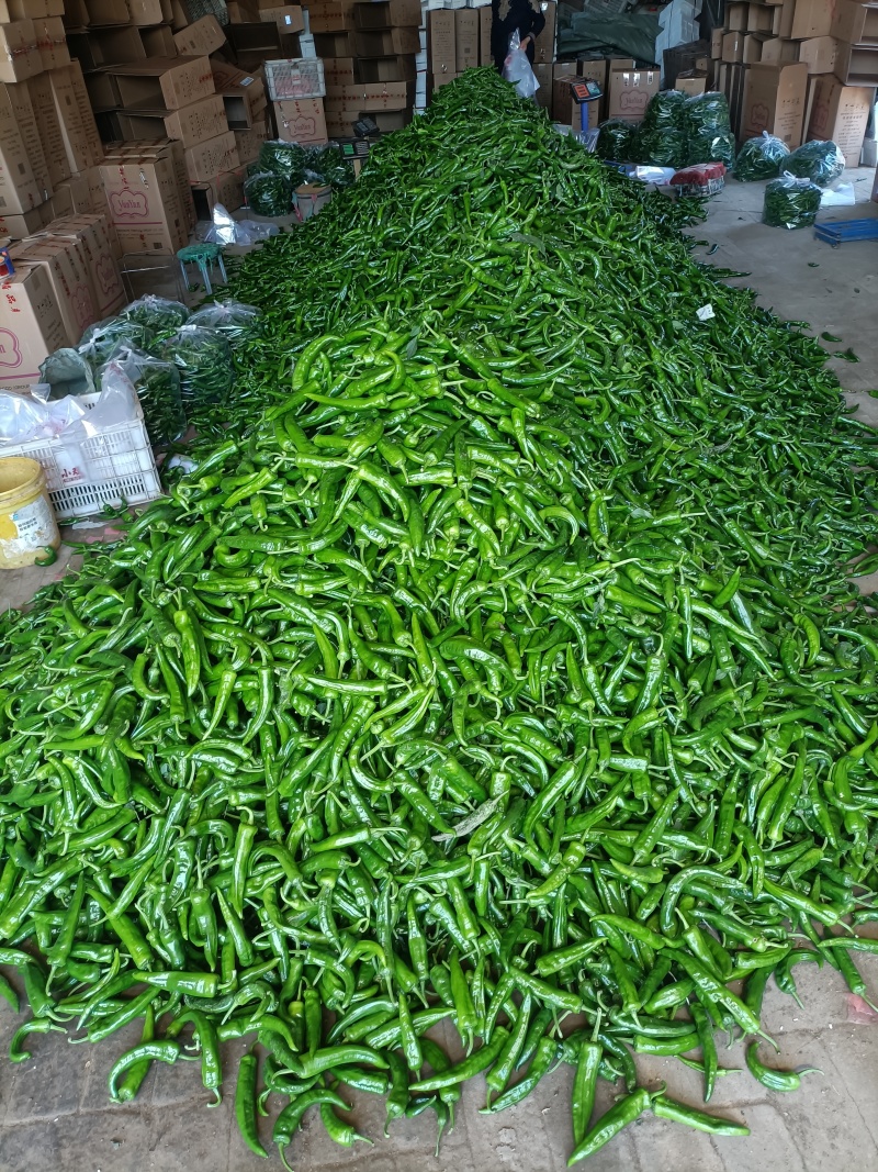 精品辣妹子刚刚上市大量有货