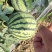 【量大优惠】江苏美都麒麟无籽瓜，皮薄肉红脆。对接全国