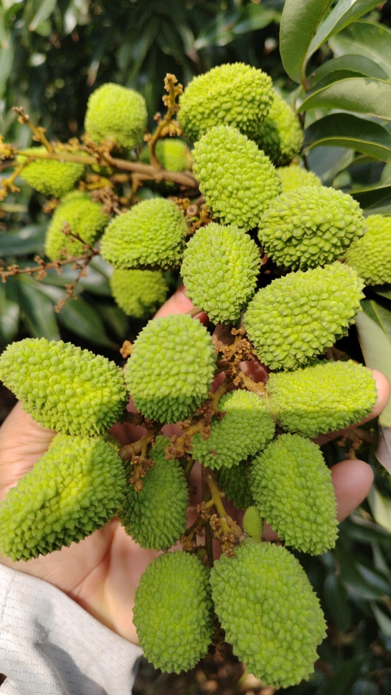 海南荔枝