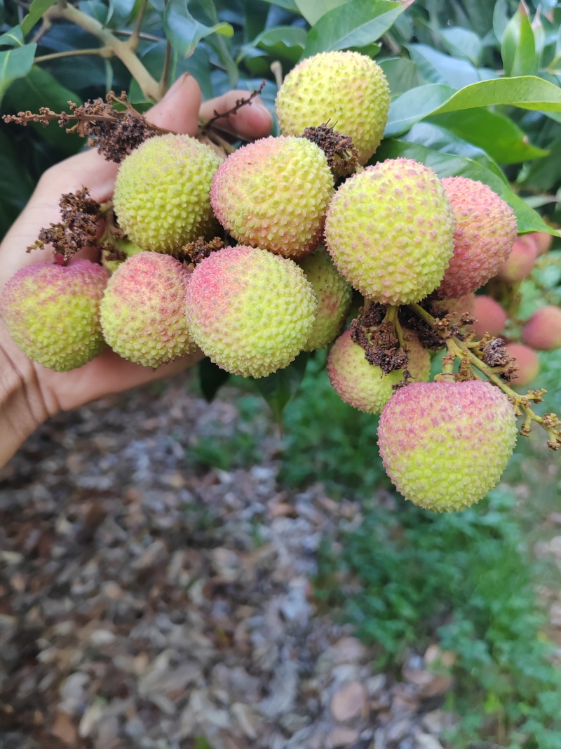 海南荔枝