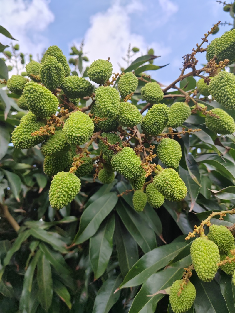 海南荔枝