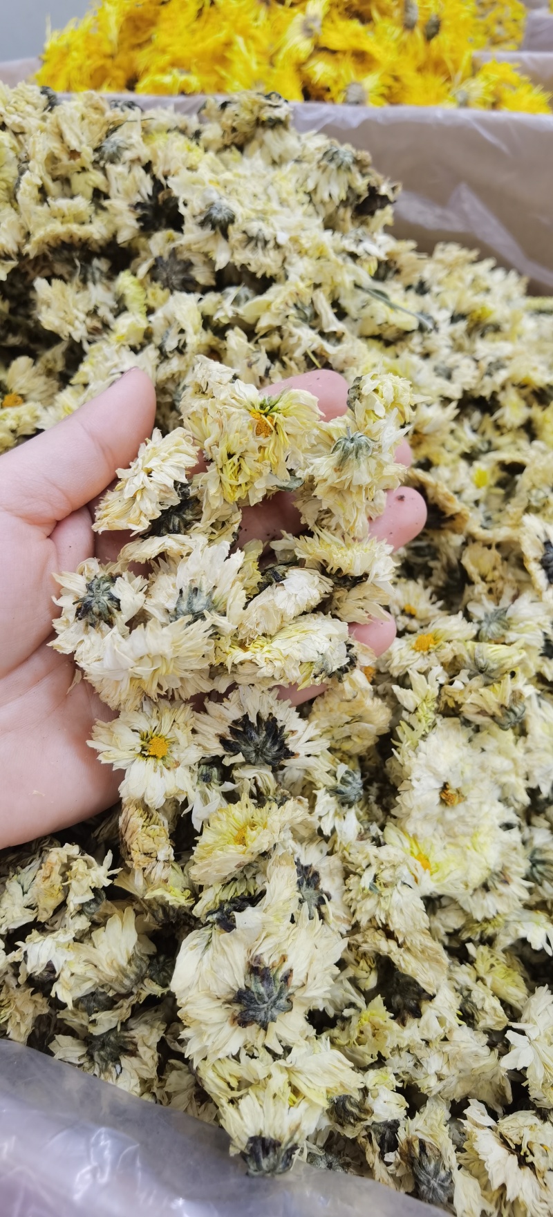 批发杭白菊优质杭白菊规格齐全可供实体店量大价优