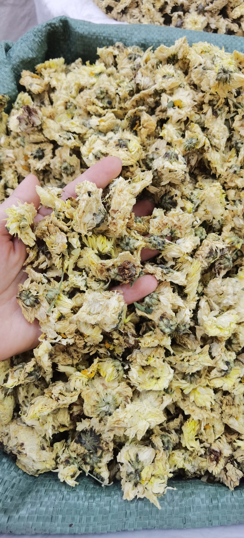 批发杭白菊优质杭白菊规格齐全可供实体店量大价优