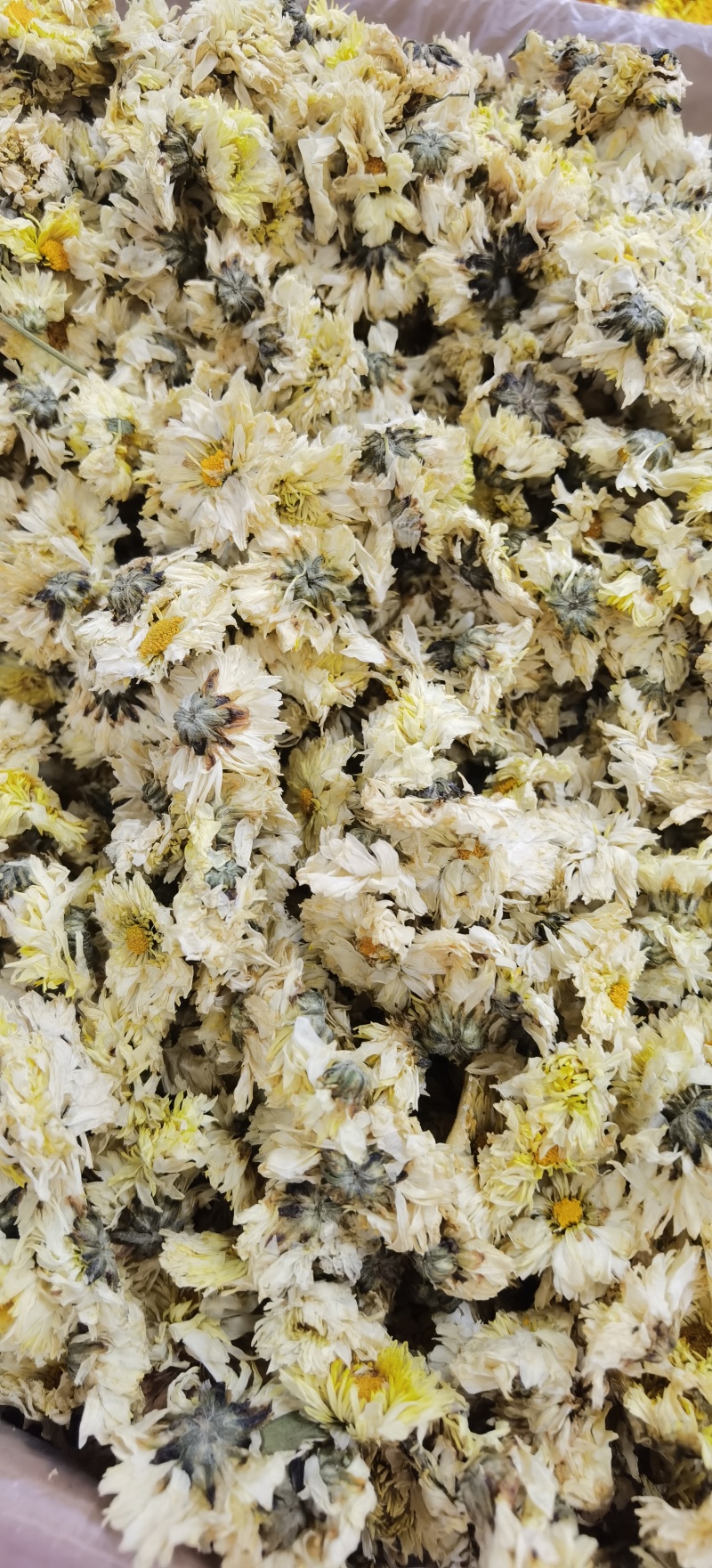 批发杭白菊优质杭白菊规格齐全可供实体店量大价优