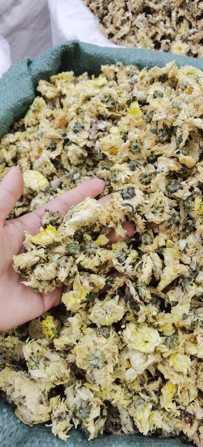 批发杭白菊优质杭白菊规格齐全可供实体店量大价优