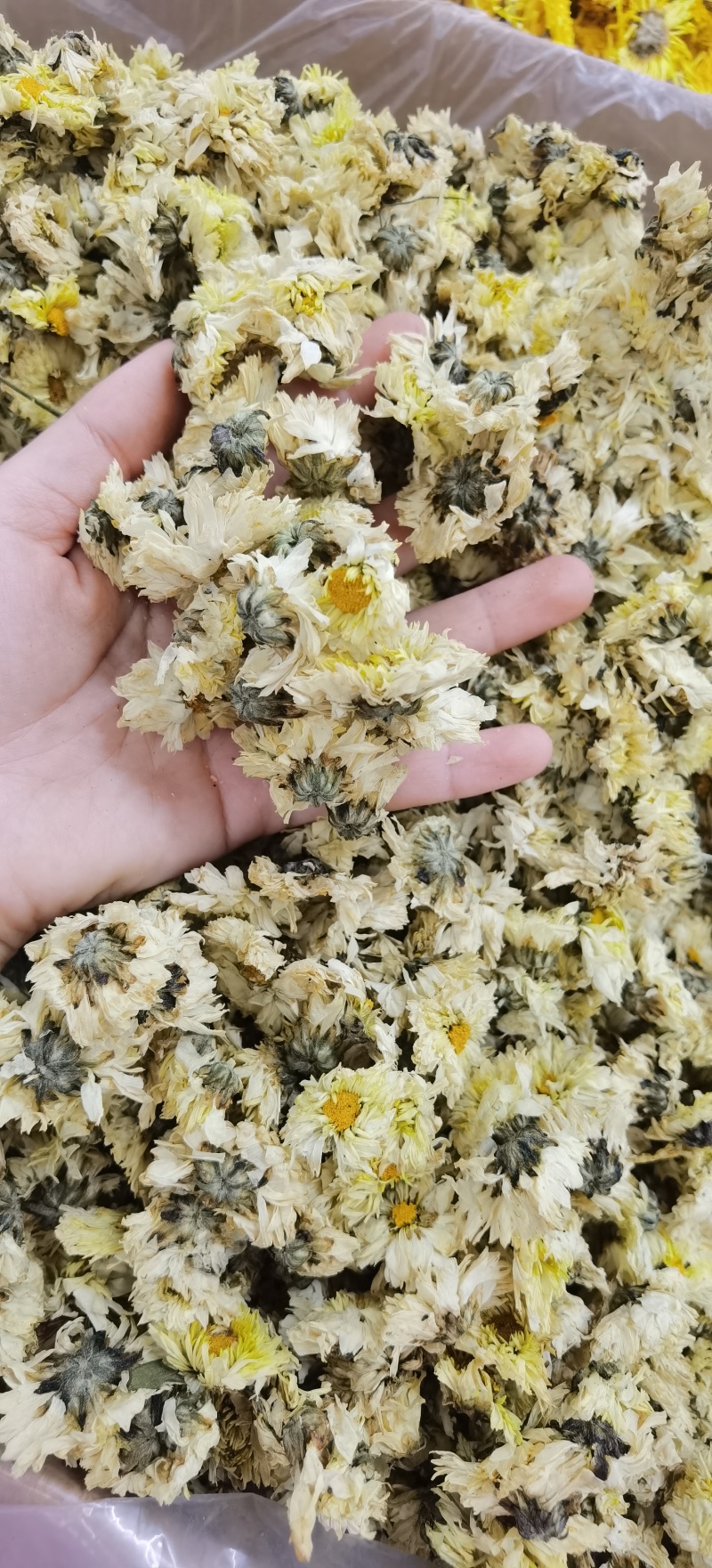 批发杭白菊优质杭白菊规格齐全可供实体店量大价优