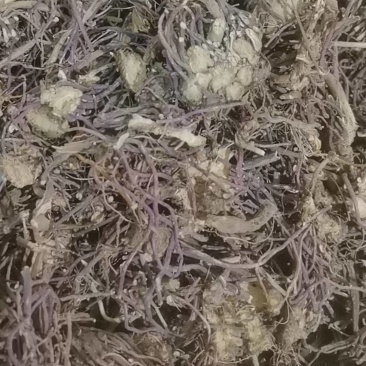山东菏泽一手货源紫苑