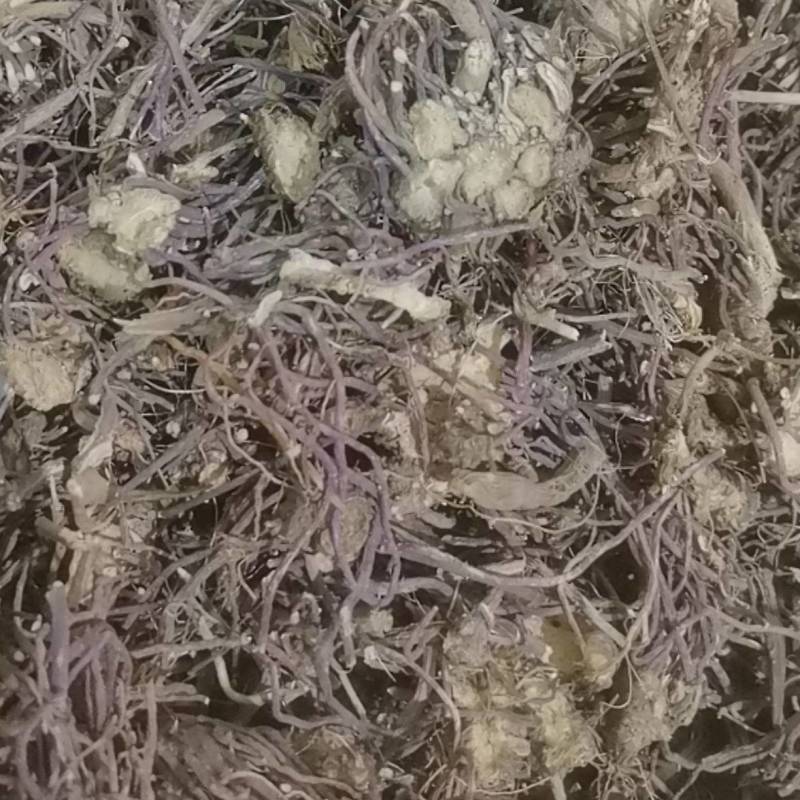 山东菏泽一手货源紫苑