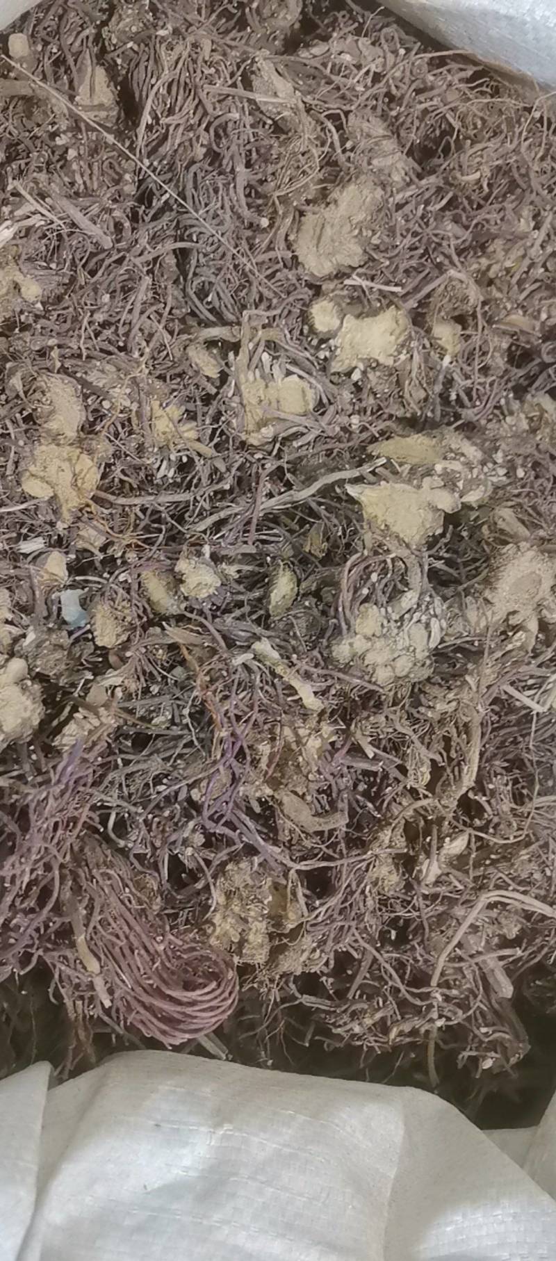 山东菏泽一手货源紫苑