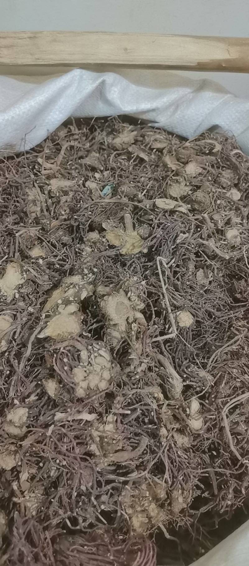 山东菏泽一手货源紫苑