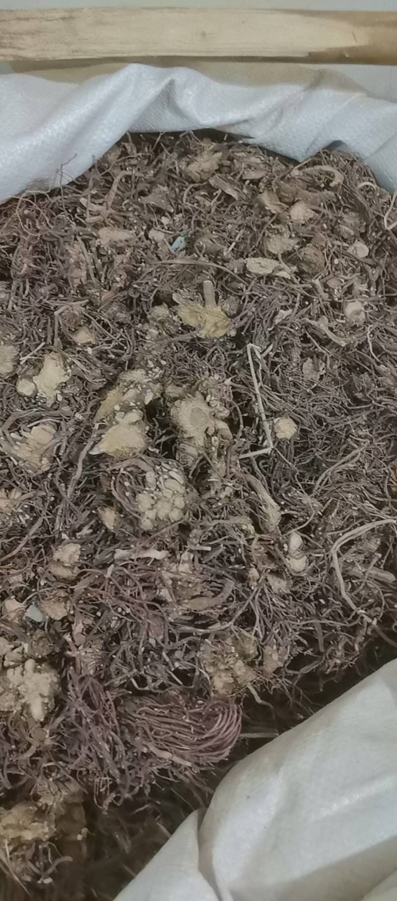 山东菏泽一手货源紫苑