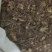 山东菏泽一手货源紫苑