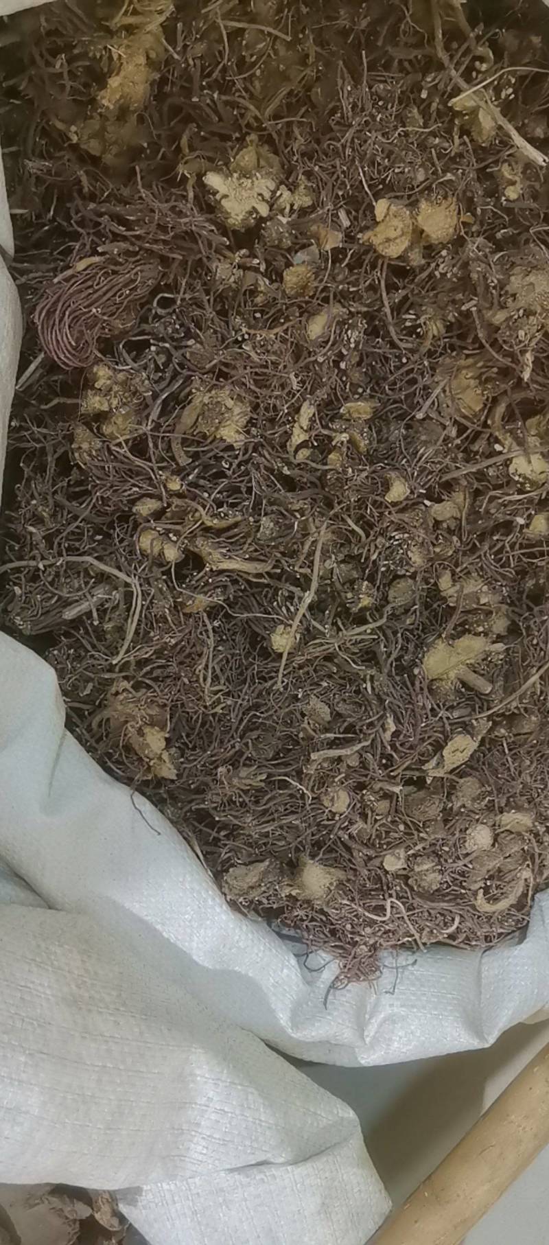山东菏泽一手货源紫苑