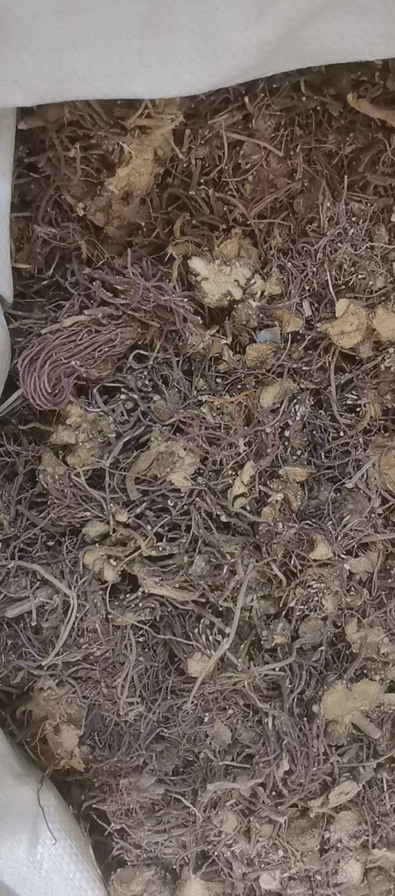 山东菏泽一手货源紫苑