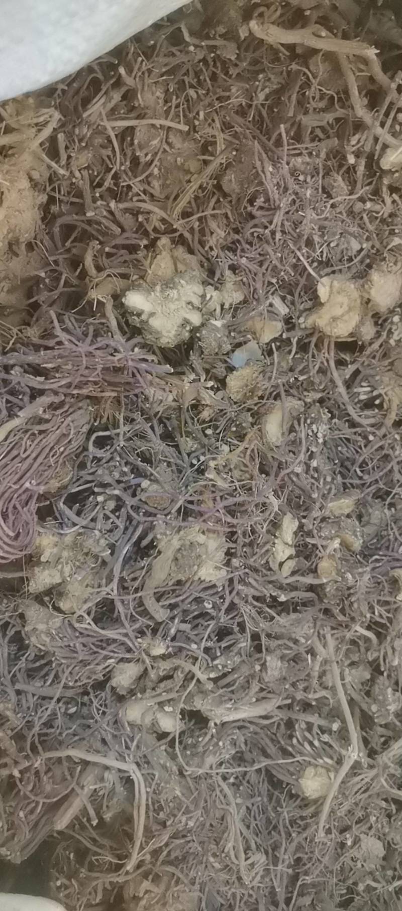 山东菏泽一手货源紫苑