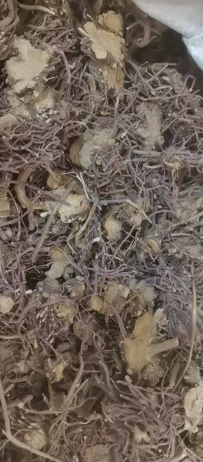 山东菏泽一手货源紫苑