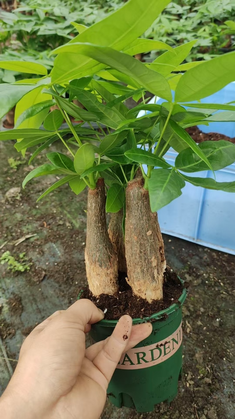 广州基地直销单杆发财树三杆发财树