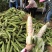 花糯米，支持市场，支持电商，广西广东货源充足。