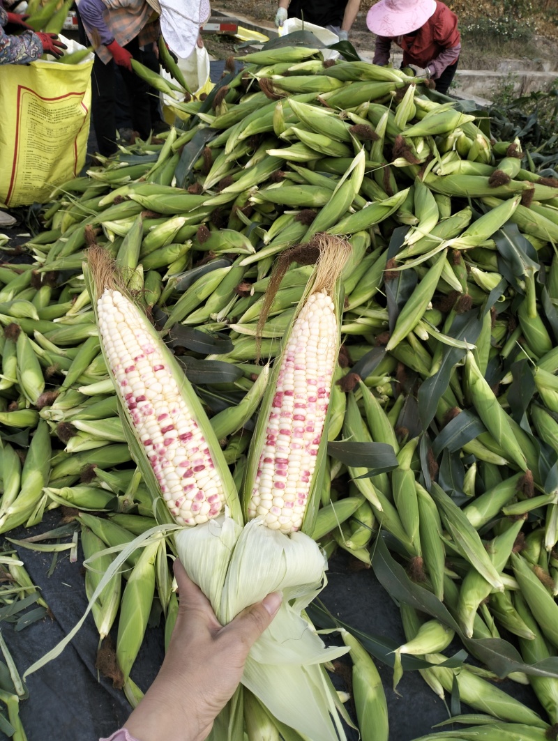 花糯米，支持市场，支持电商，广西广东货源充足。