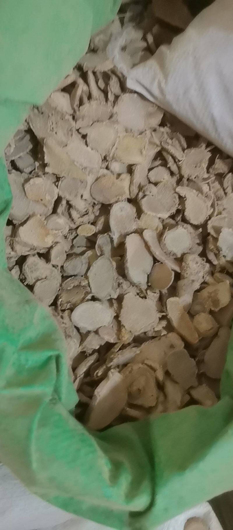 山东菏泽一手货源文竹品质好价格优对接全国市场欢迎采购