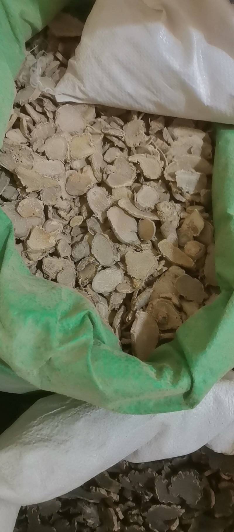 山东菏泽一手货源文竹品质好价格优对接全国市场欢迎采购