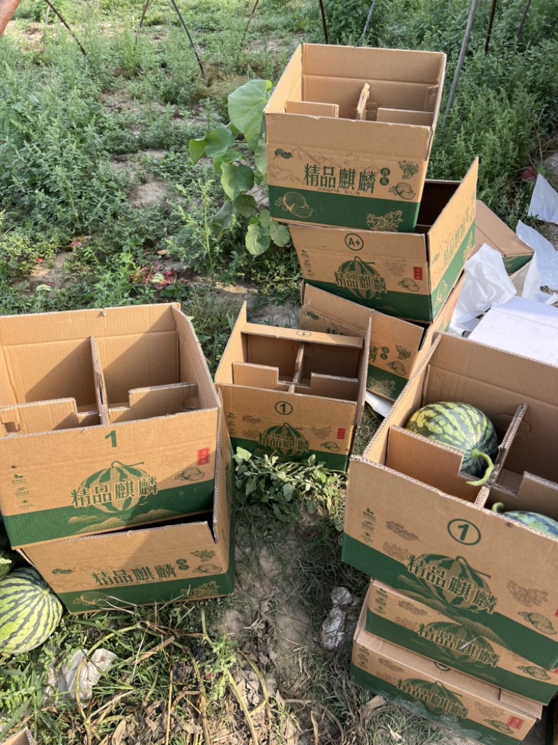 8424西瓜精品美都头茬货源江苏东台支持商超一手货源