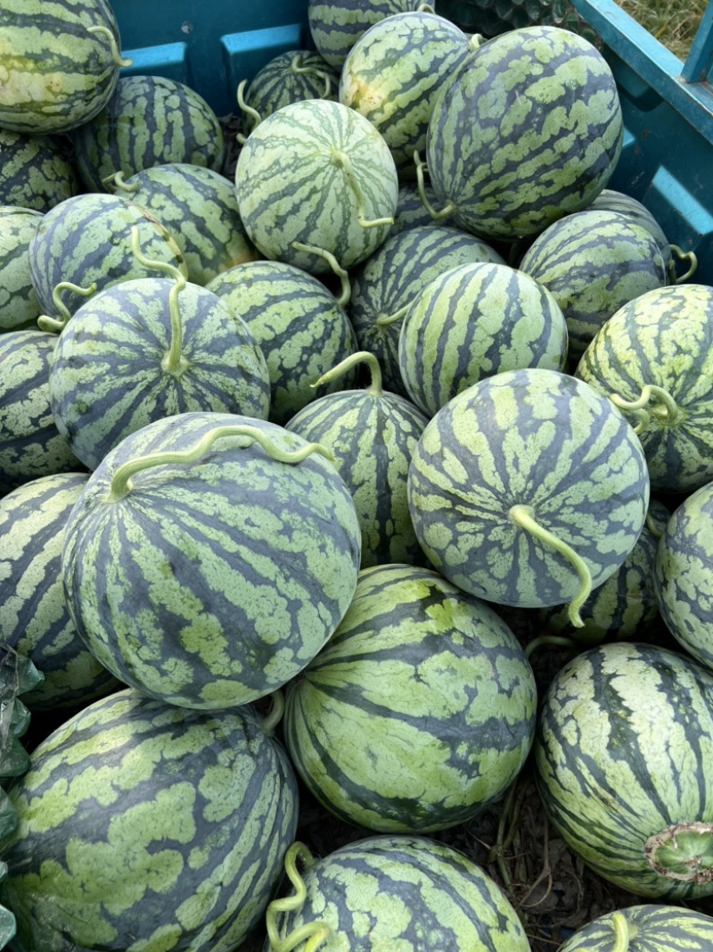 8424西瓜精品美都头茬货源江苏东台支持商超一手货源