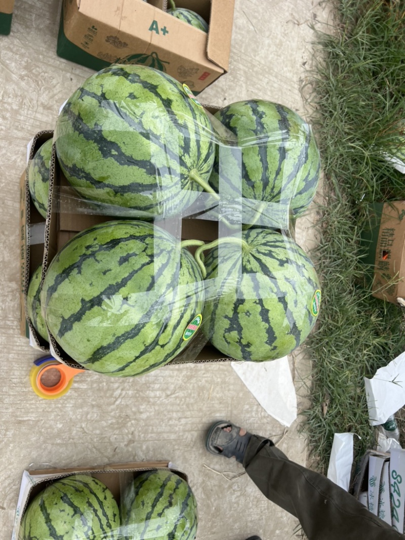 8424西瓜精品美都头茬货源江苏东台支持商超一手货源