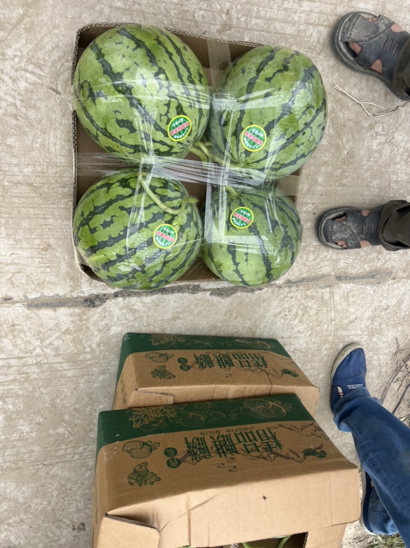 8424西瓜精品美都头茬货源江苏东台支持商超一手货源