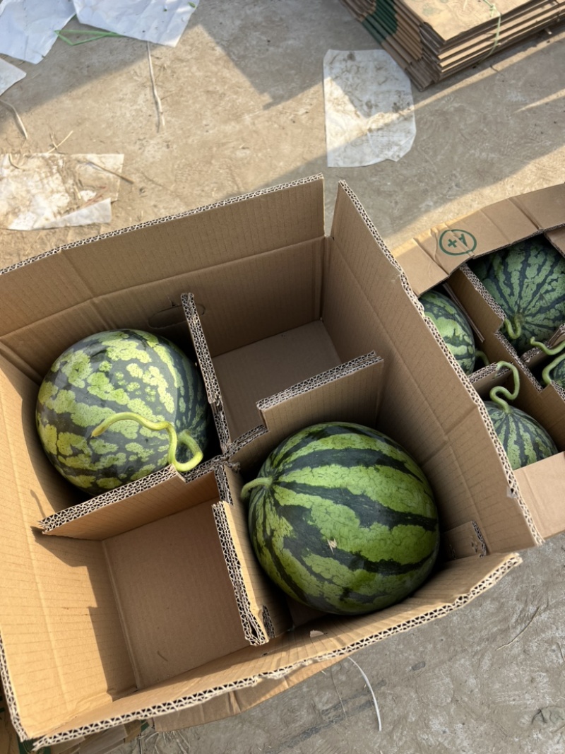 8424西瓜精品美都头茬货源江苏东台支持商超一手货源