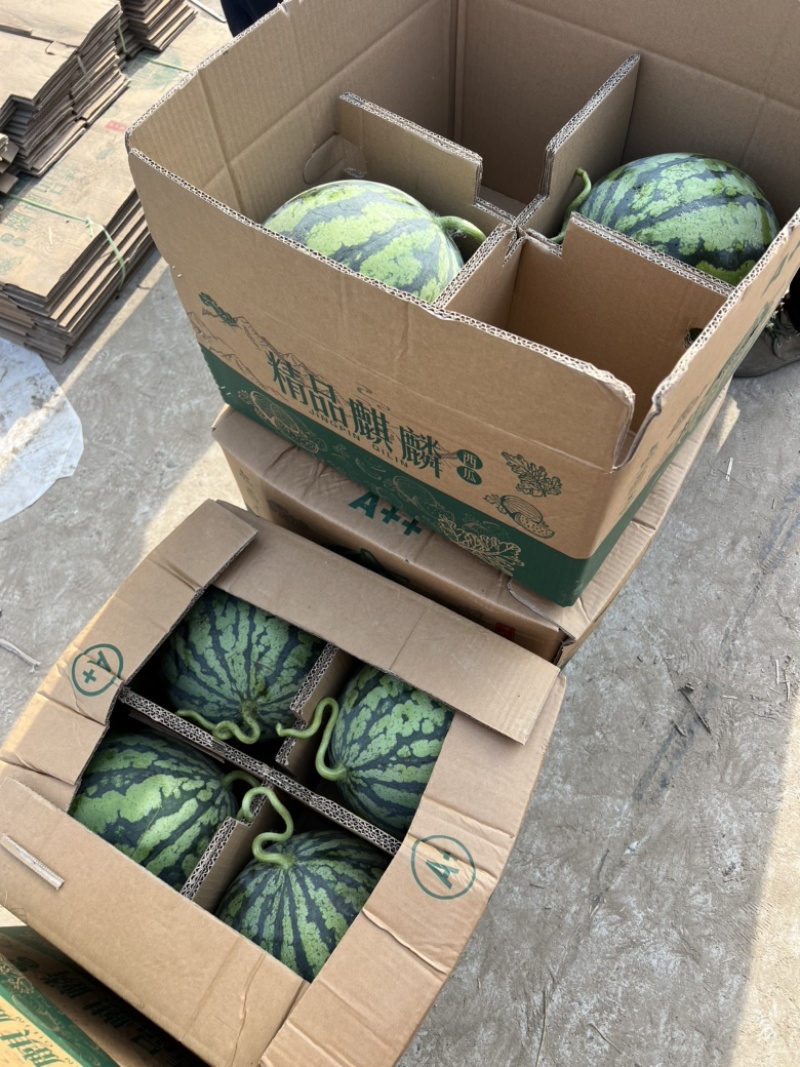 8424西瓜精品美都头茬货源江苏东台支持商超一手货源