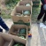 8424西瓜精品美都头茬货源江苏东台支持商超一手货源
