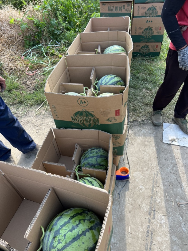 8424西瓜精品美都头茬货源江苏东台支持商超一手货源