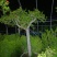 大红袍石榴老桩造型树基地直发