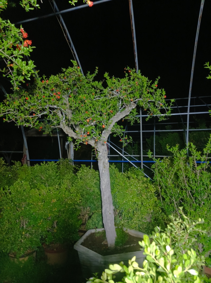大红袍石榴老桩造型树基地直发