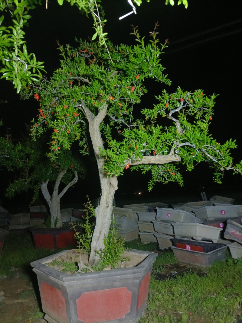 大红袍石榴老桩造型树基地直发