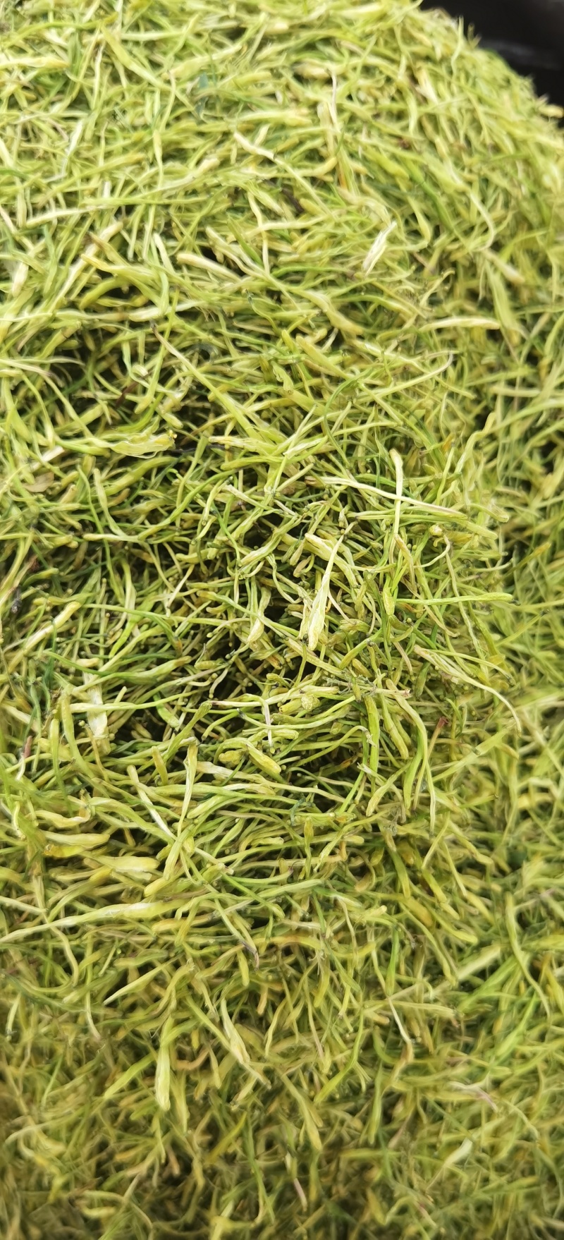 山银花批发优质山银花规格齐全可供实体店量大价优
