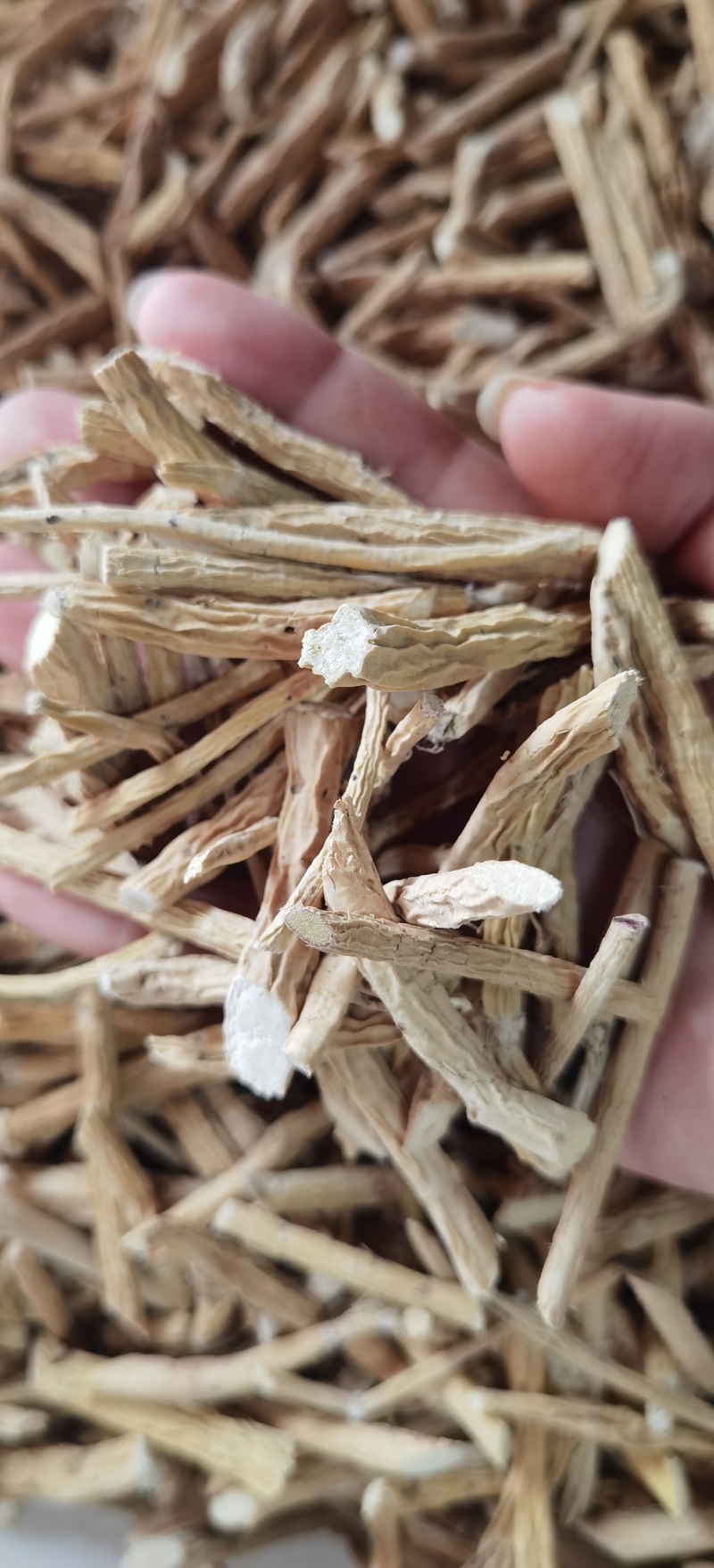 牛大力批发优质牛大力规格齐全可供实体店直播量大价