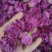 玫瑰花茶，重瓣红玫瑰玫瑰花蕾