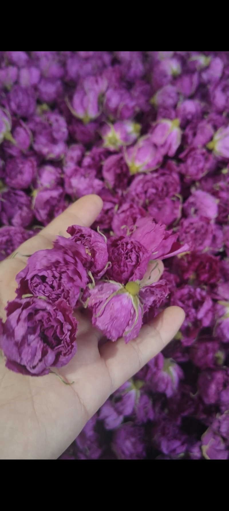 玫瑰花茶，重瓣红玫瑰玫瑰花蕾