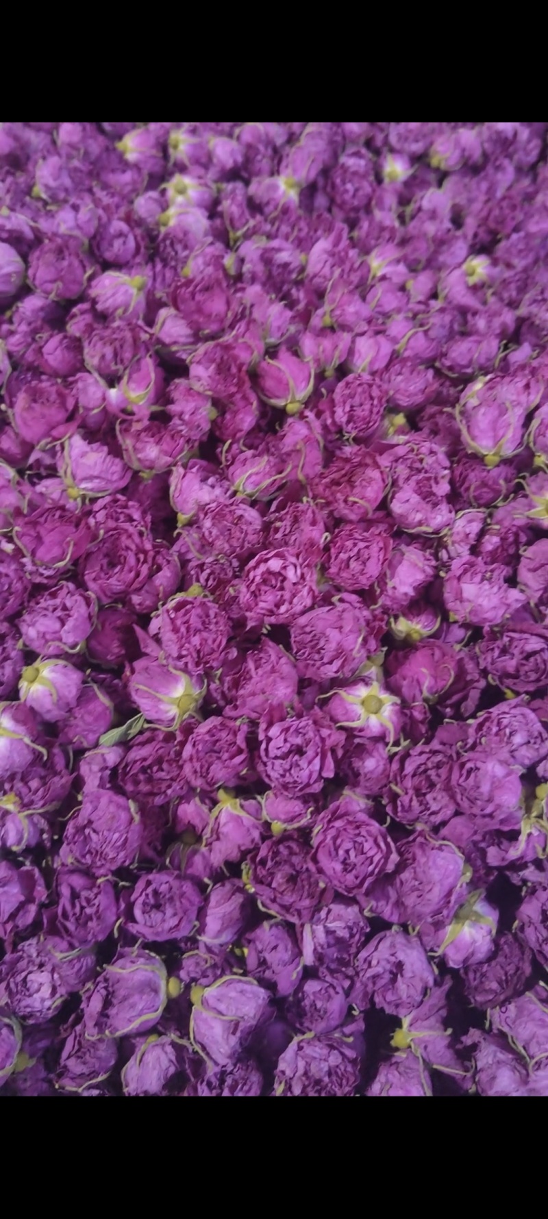 玫瑰花茶，重瓣红玫瑰玫瑰花蕾