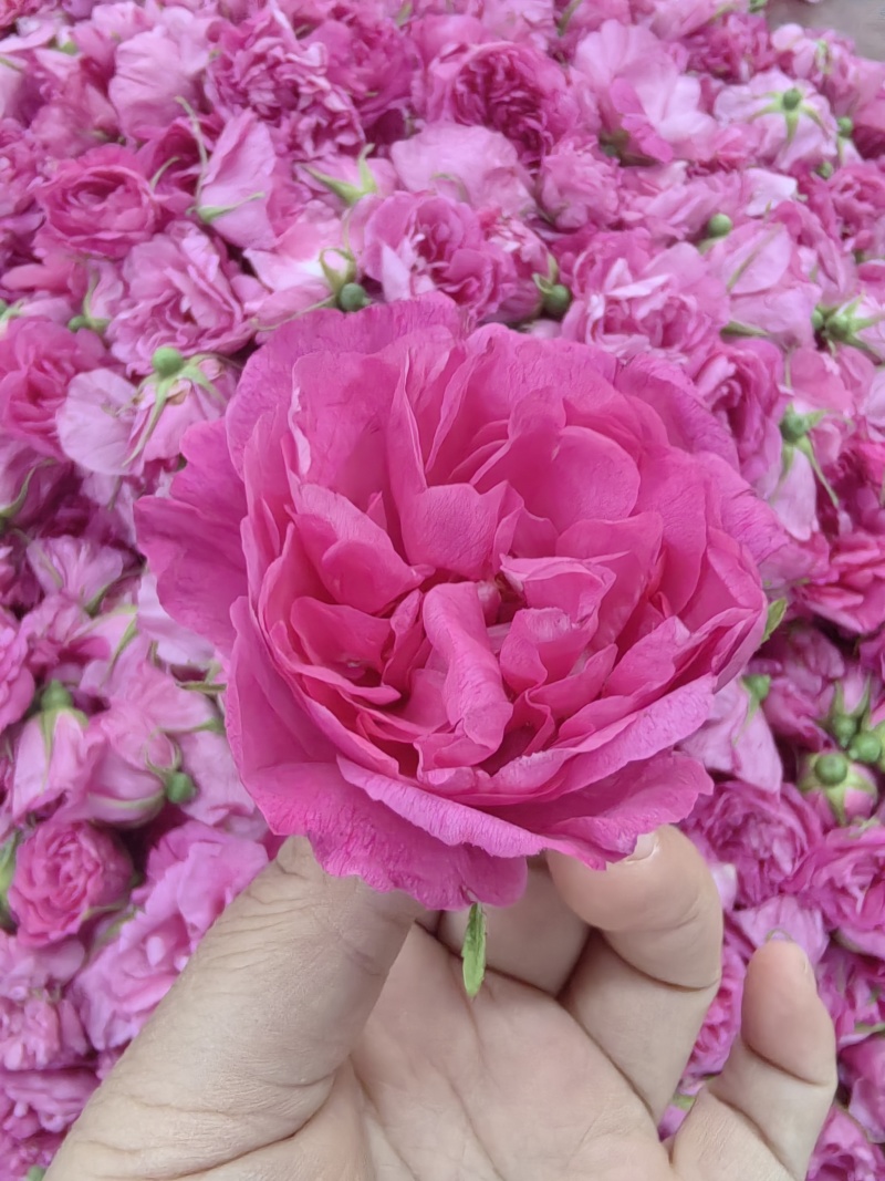 玫瑰花茶，重瓣红玫瑰玫瑰花蕾