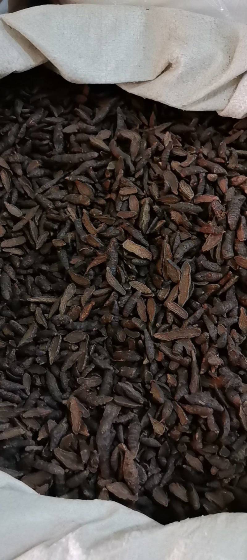 山东菏泽一手货源醋香附片品质好价格优对接全国市场欢迎采购